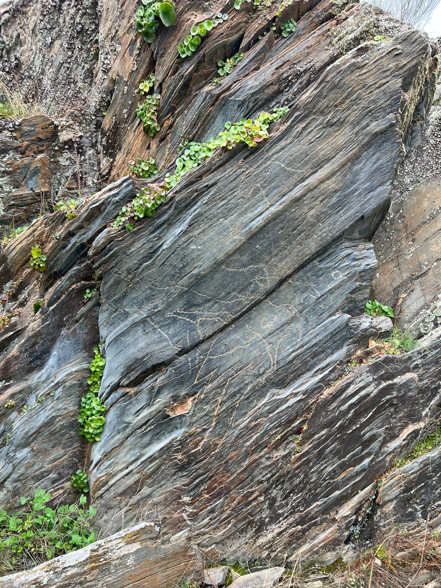 Grabados rupestres del Paleolítico Superior en Siega Verde
